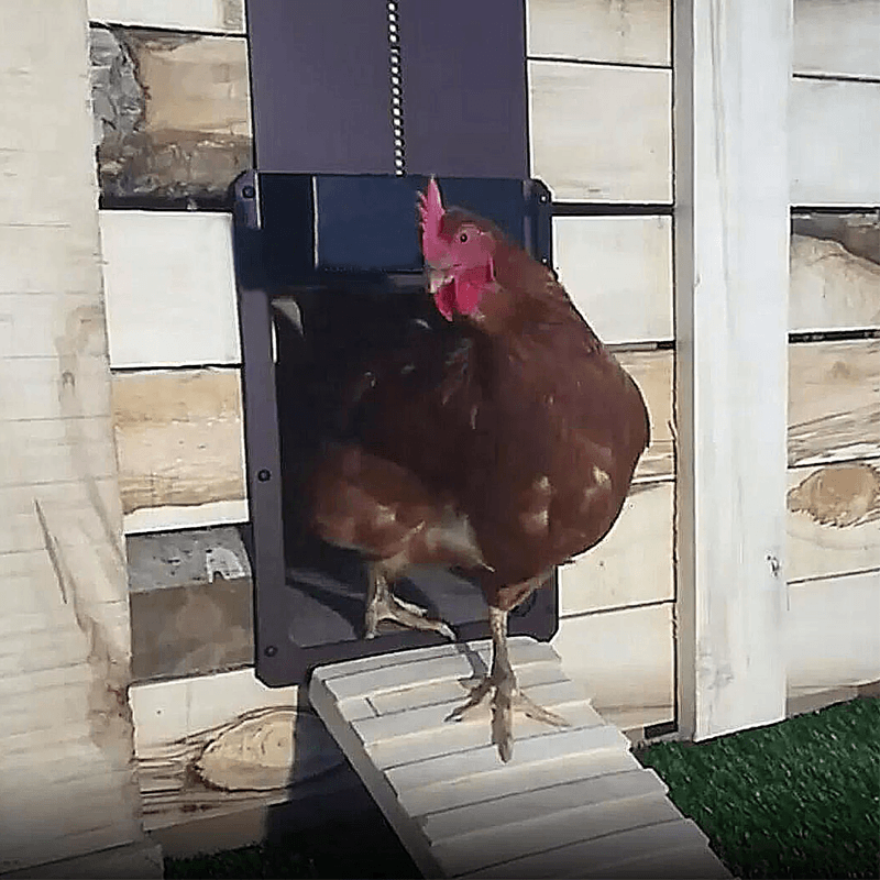 Automatic Chicken Coop Door with Light Sensing