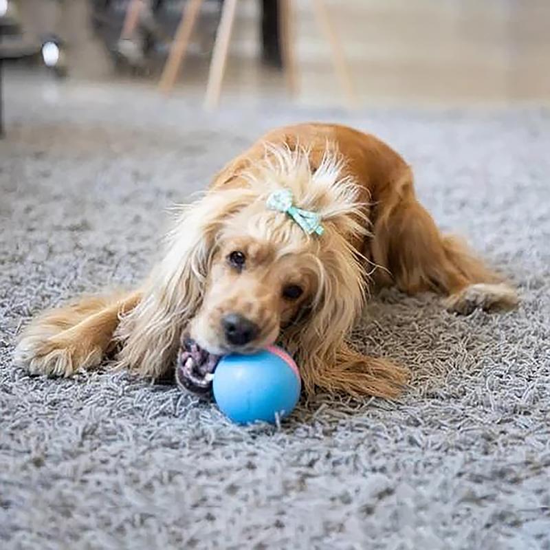 Happy Doggie Magic Ball Pet Motion Toy